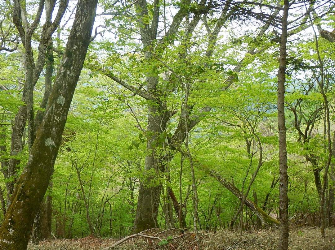 Mt. Ishiwari景点图片