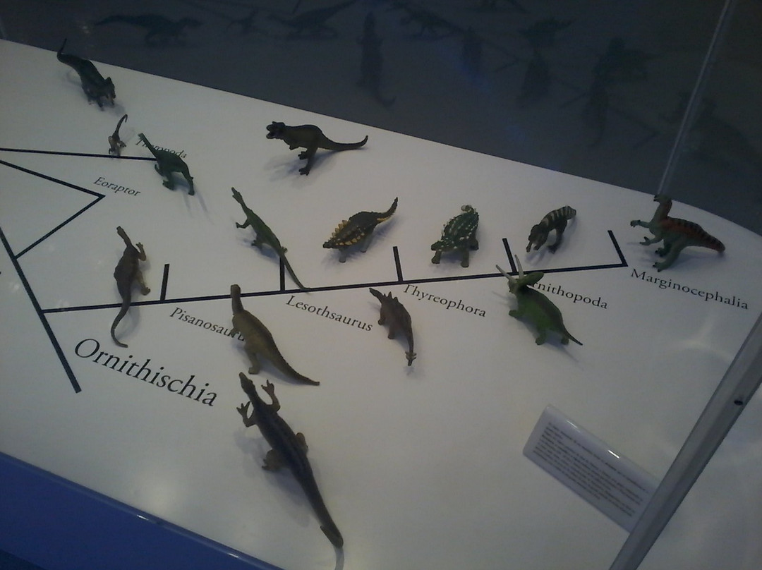 Museu de História Natural-辛特拉必去景点