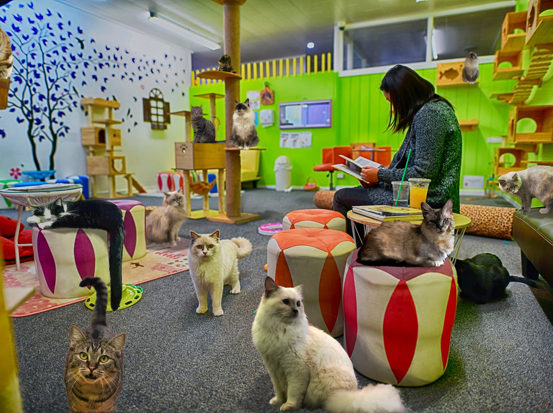 Fancy Meow Cat Cafe-罗托鲁瓦必去景点