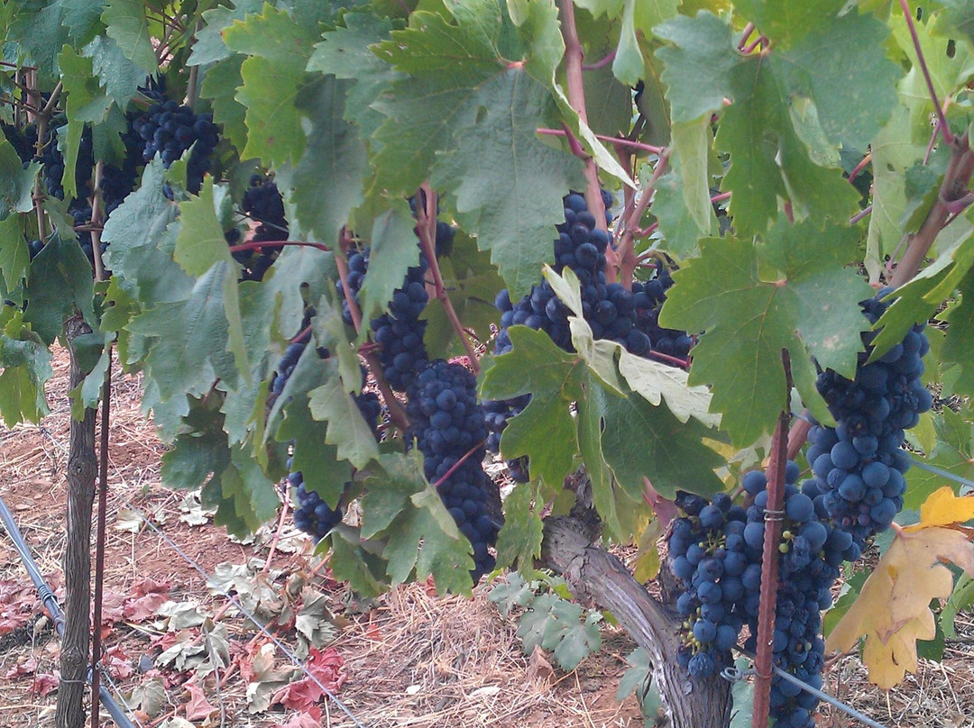Napa Valley SUV景点图片
