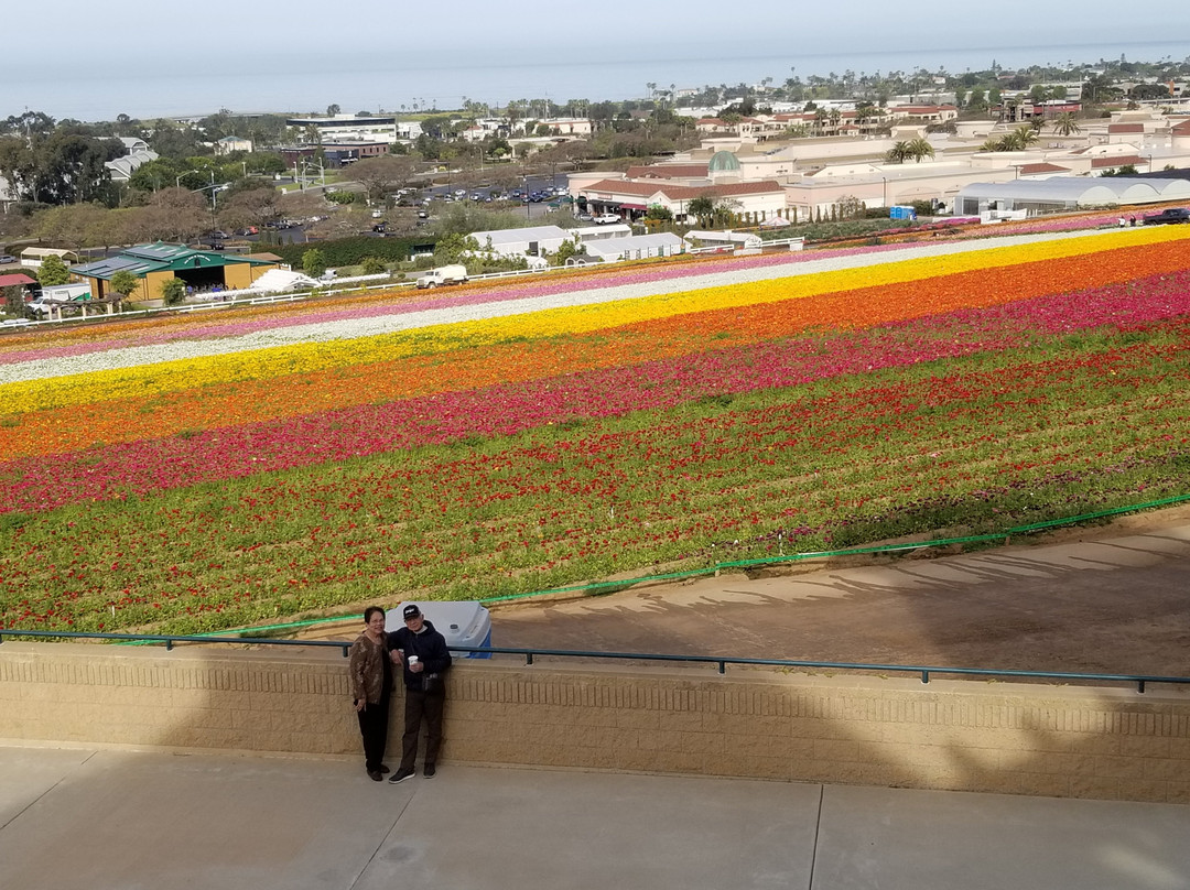 The Flower Fields at Carlsbad Ranch景点图片