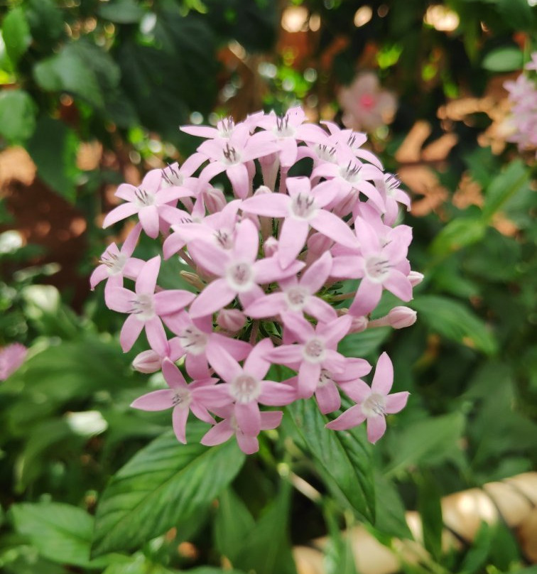 Butterfly Park-班加罗尔必去景点