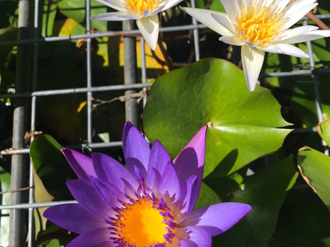 St Mary Star of the Sea Catholic Cathedral-达尔文市必去景点