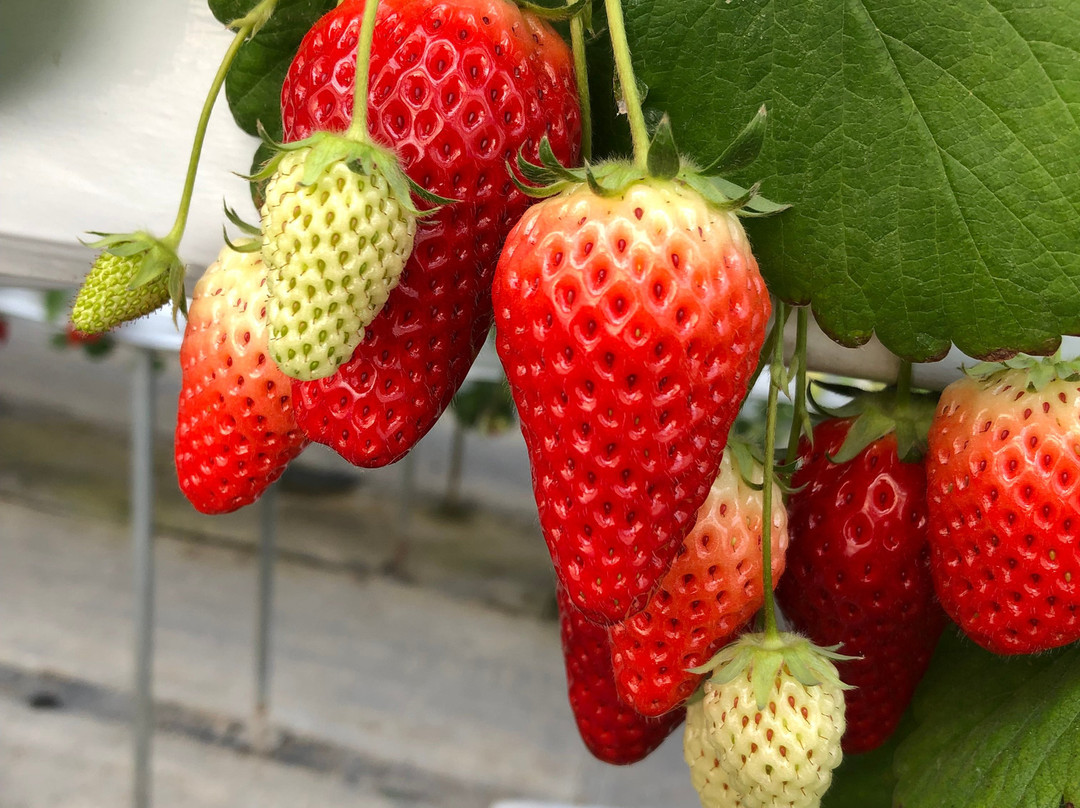 Futtsu Aqua Farm-富津市必去景点