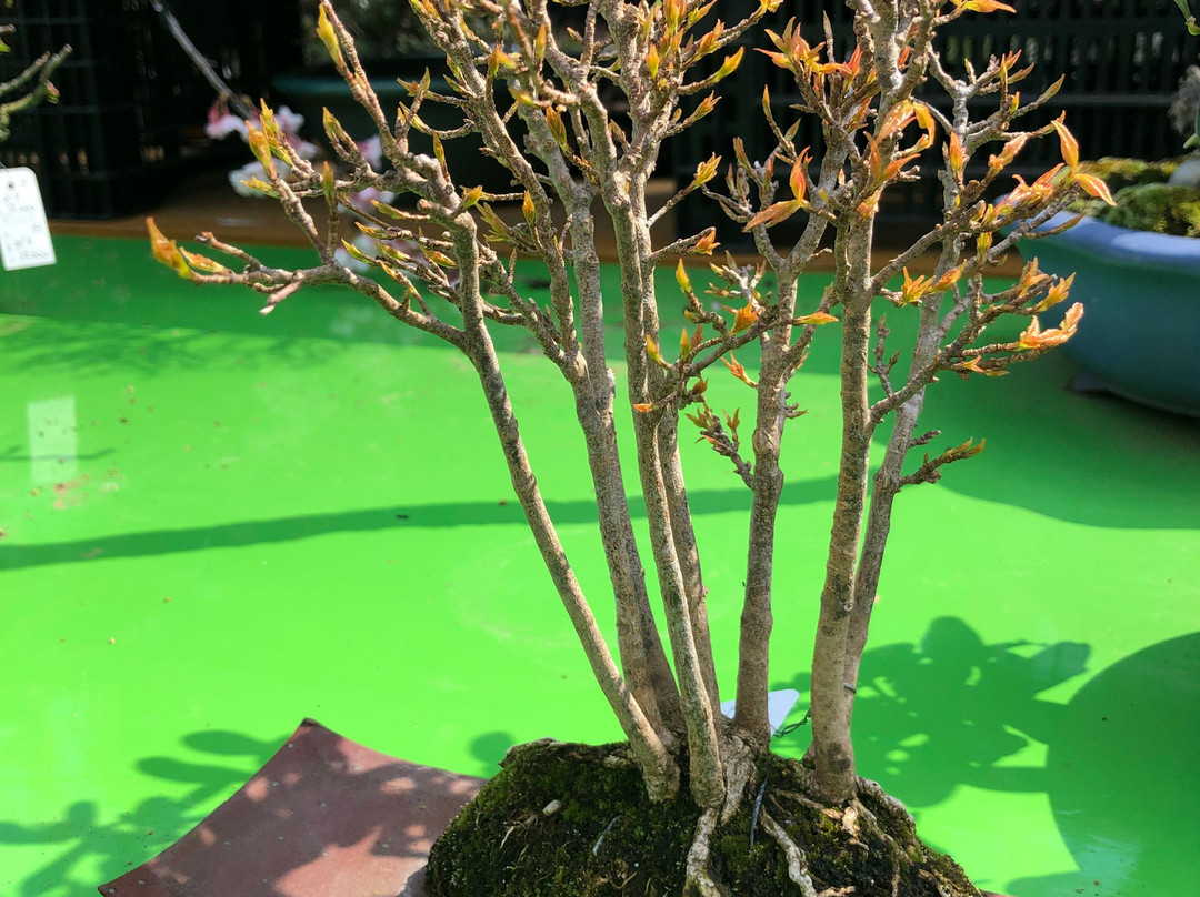 Ueno Green Club-Uenokoen必去景点