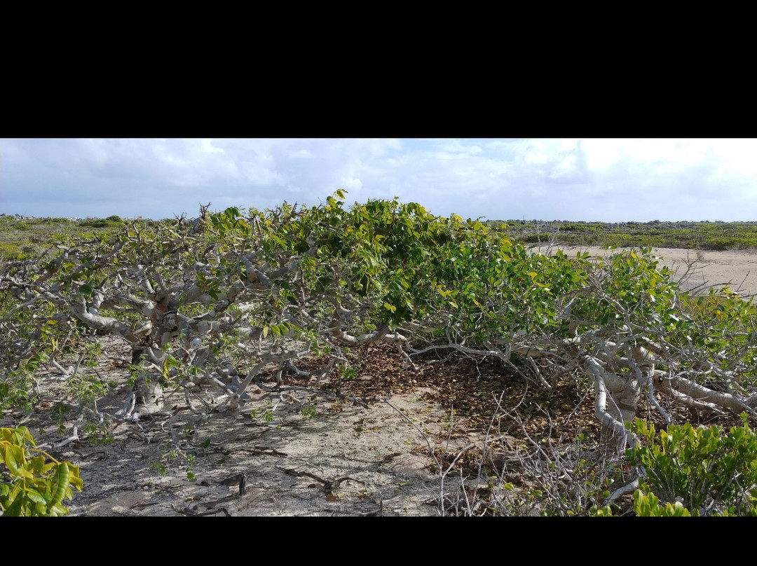 Inagua National Park-Great Inagua Island必去景点