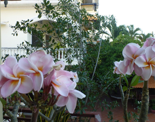 Daunkeo Guest House主图