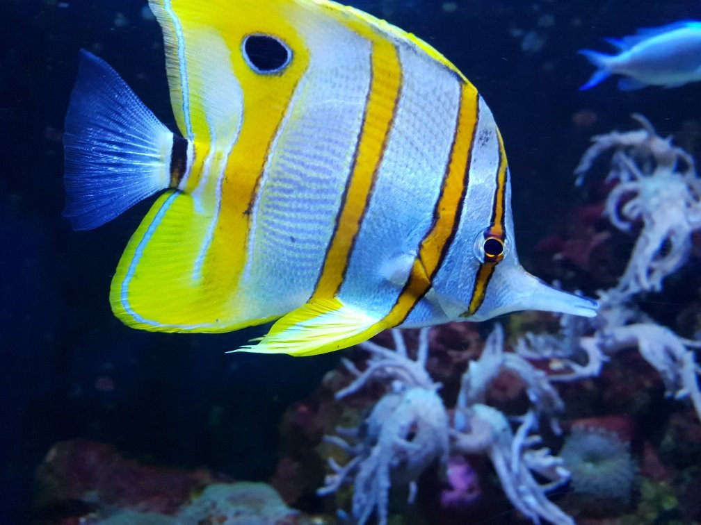 National Sea Life Centre-布瑞必去景点