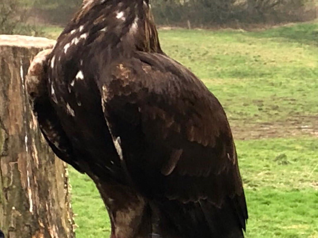 The British Bird of Prey Centre景点图片