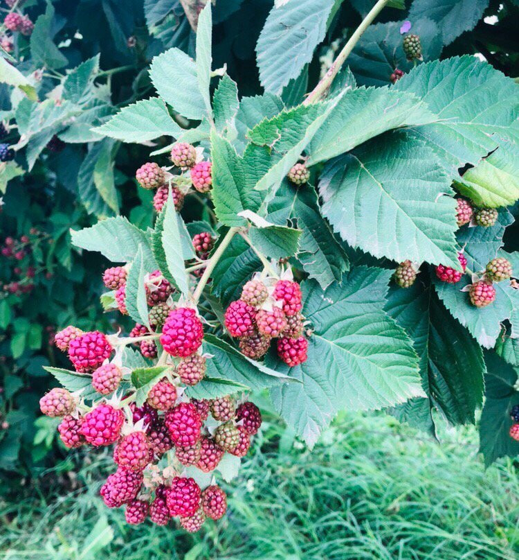 Blue Hills Berries and Cherries-Silvan必去景点