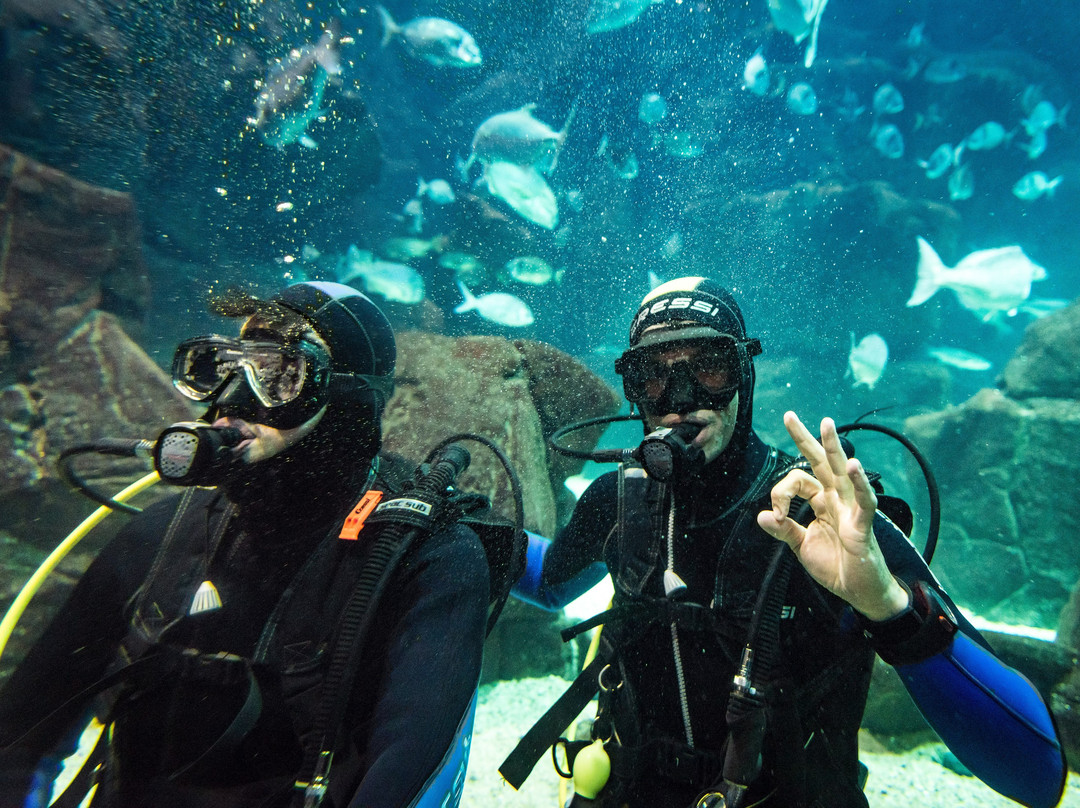 Lava Diving Center景点图片