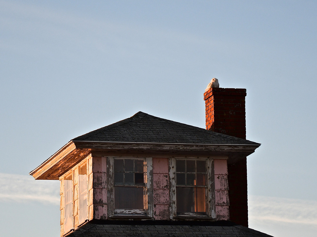 The Pink House景点图片