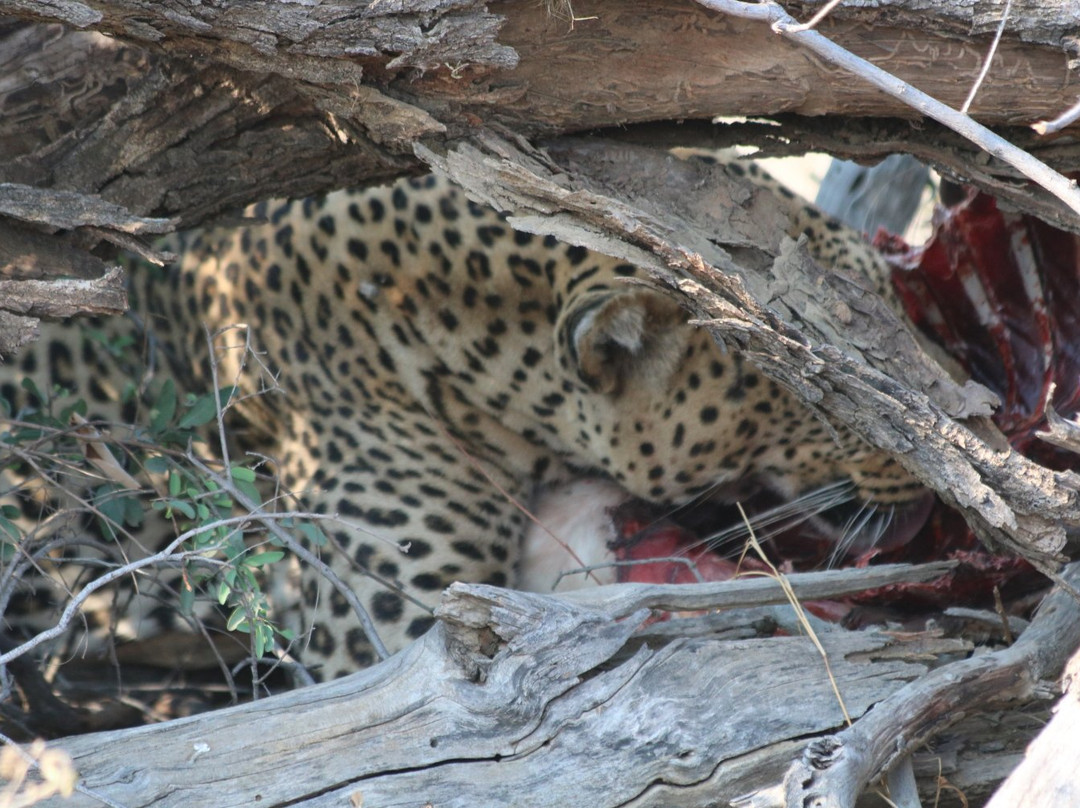 Madikwe Nature Reserve景点图片