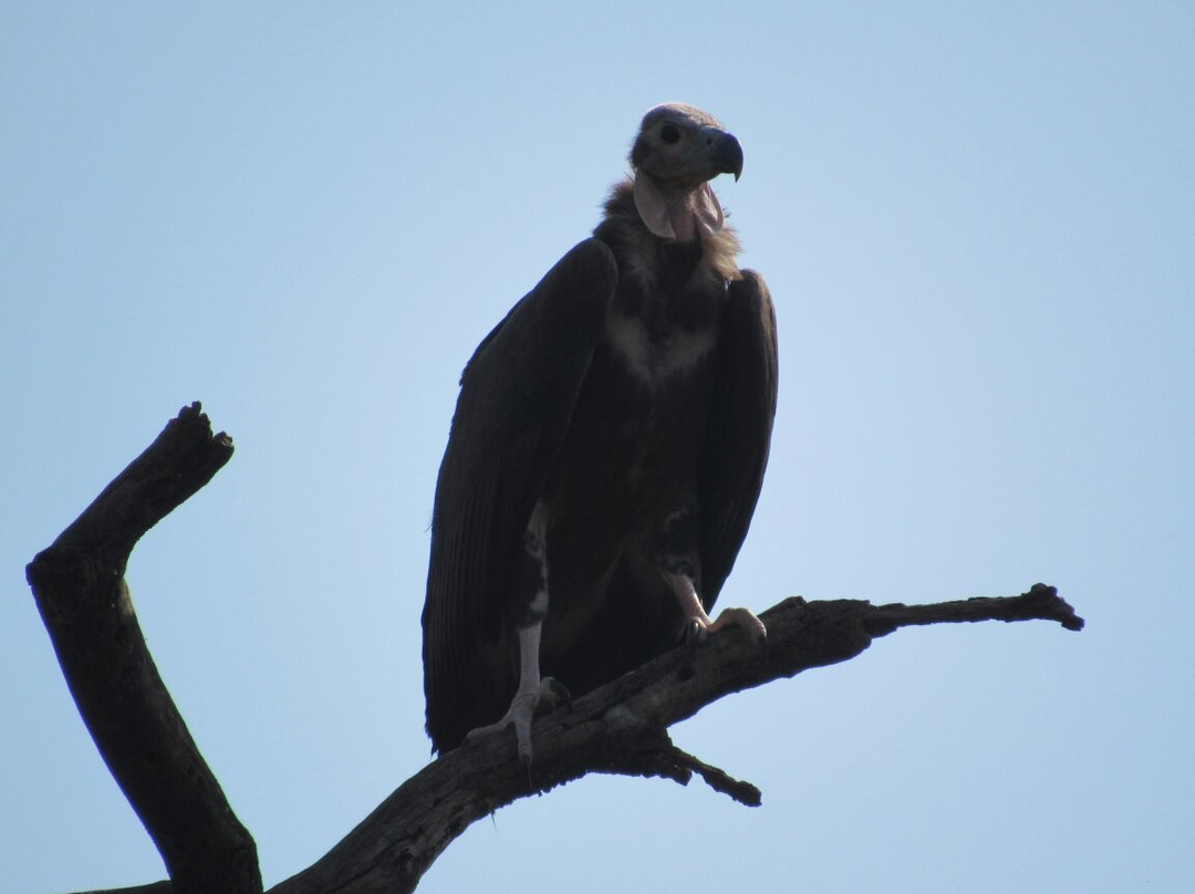Sanjay National Park景点图片