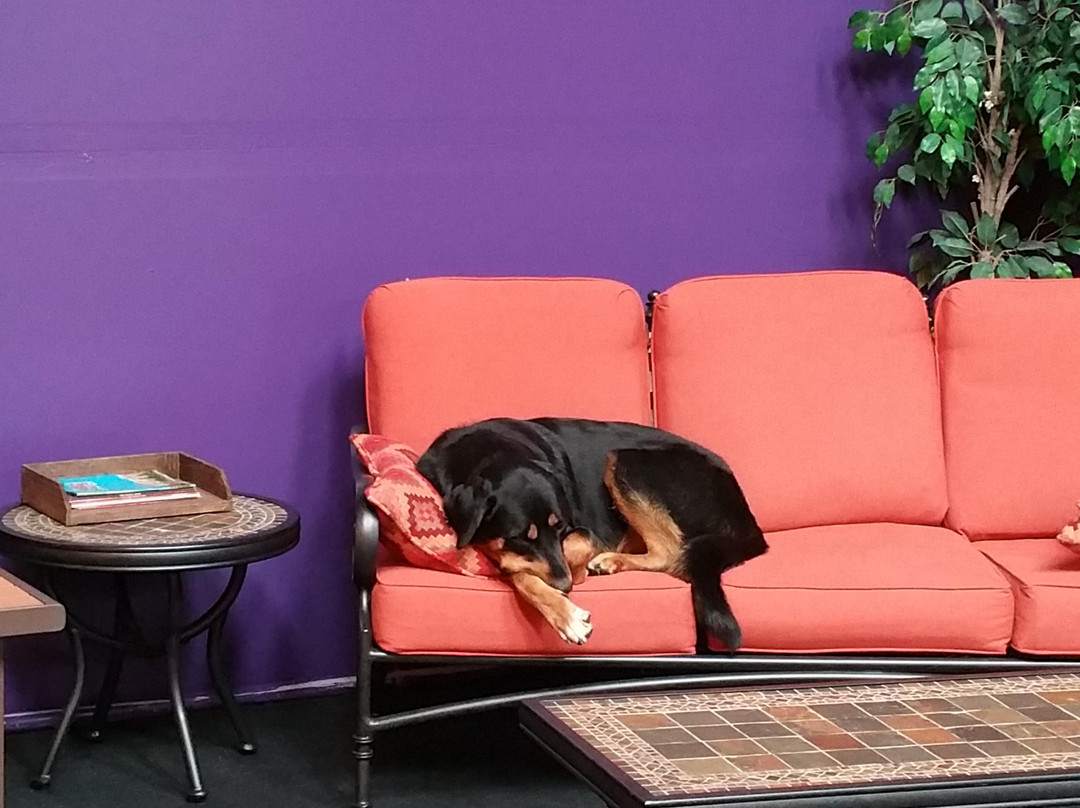 Wagg'n Indoor Dog Park景点图片