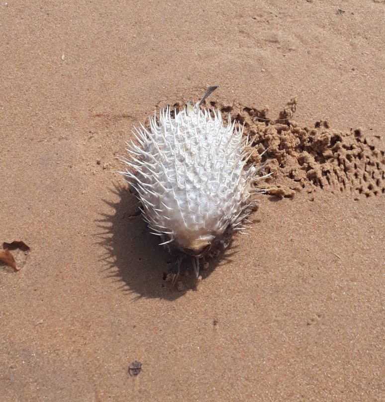 Manapad Beach-Thoothukudi必去景点