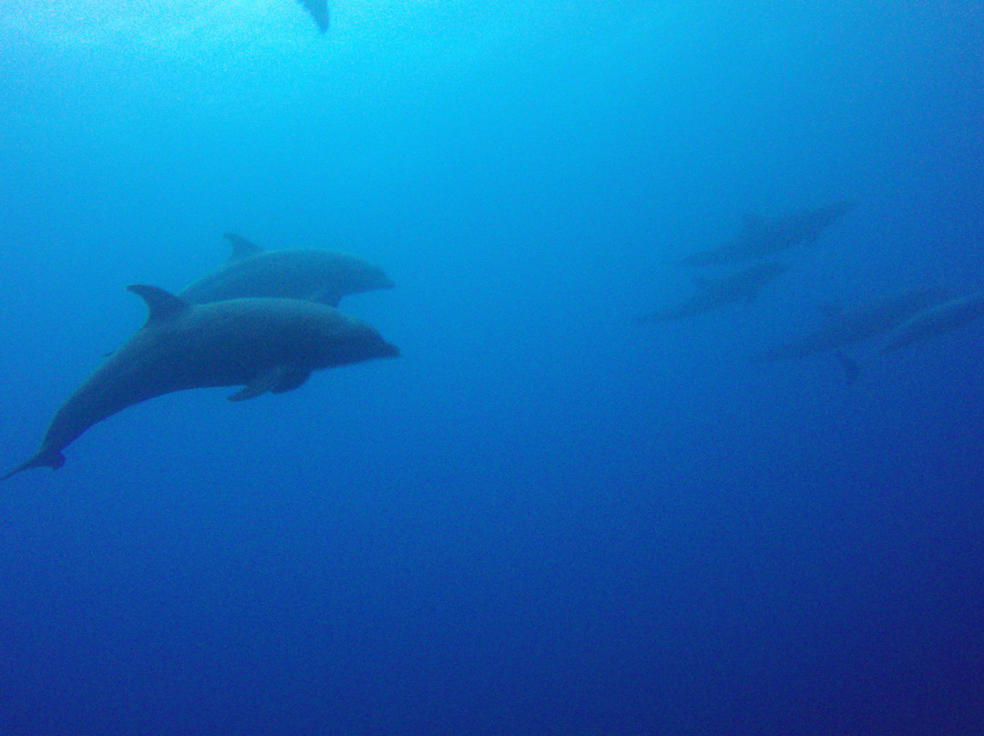 Galapagos Underwater景点图片