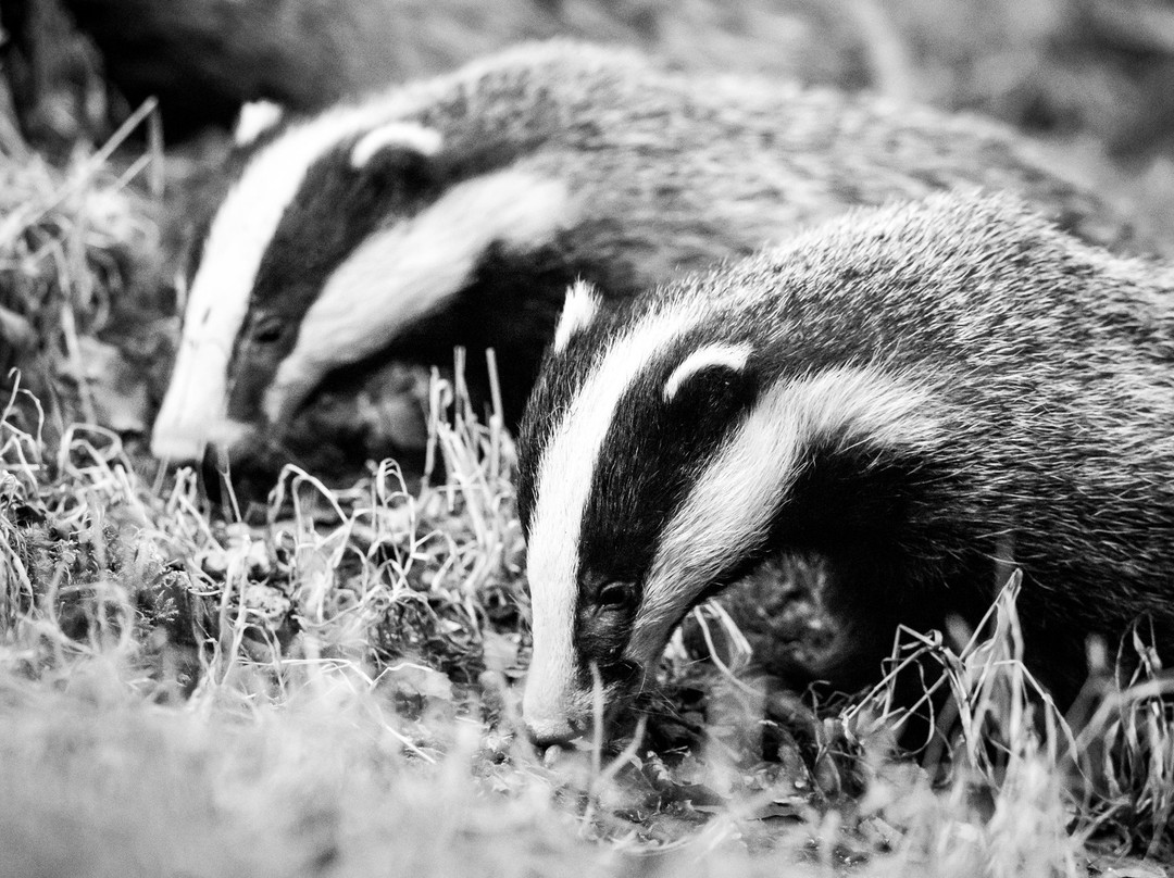 Devon Badger Watch-蒂弗顿必去景点