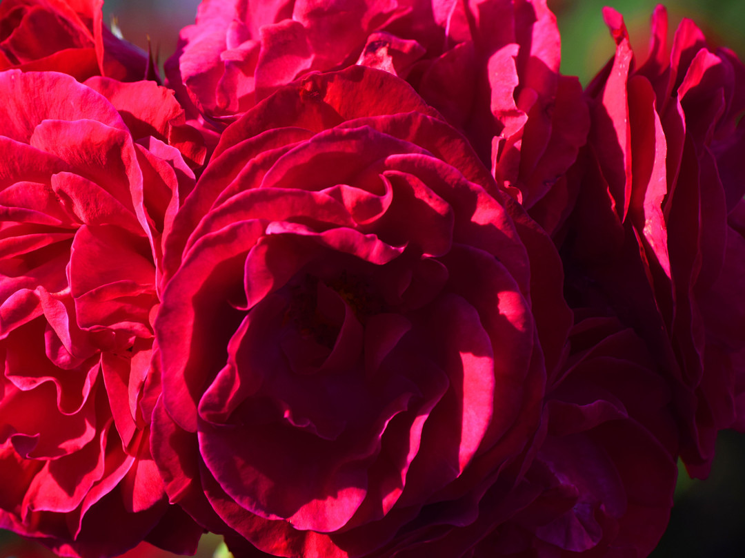 Hostal Victoria Volcan Chiriqui主图