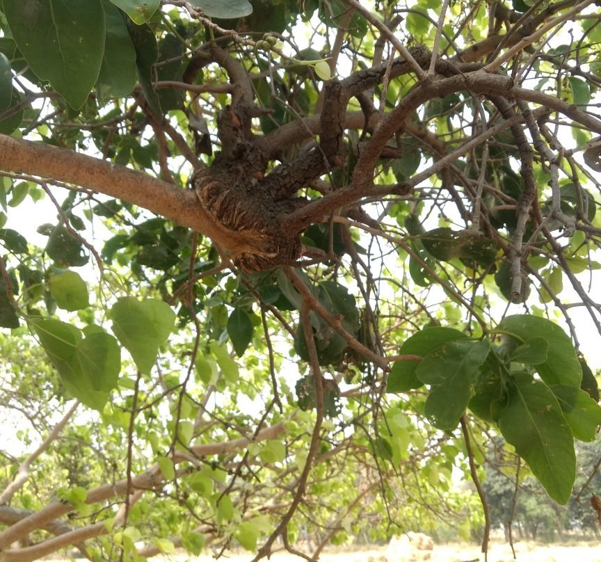 Koteshwarnath Temple-加雅岛必去景点