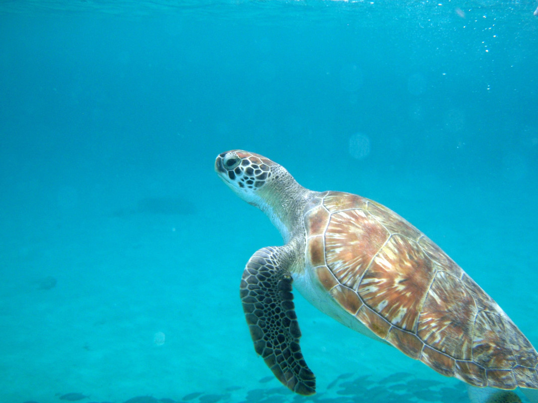 The Natural Private Tours-威廉斯塔德必去景点