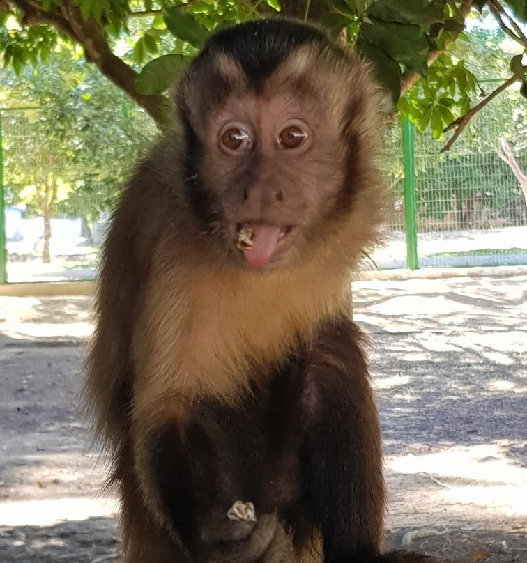 Parque Florestal de Sinop景点图片