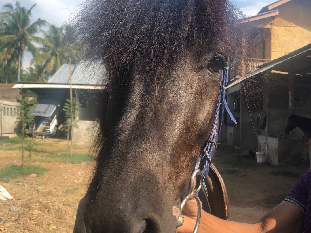 King Stable Horse Riding Tour景点图片