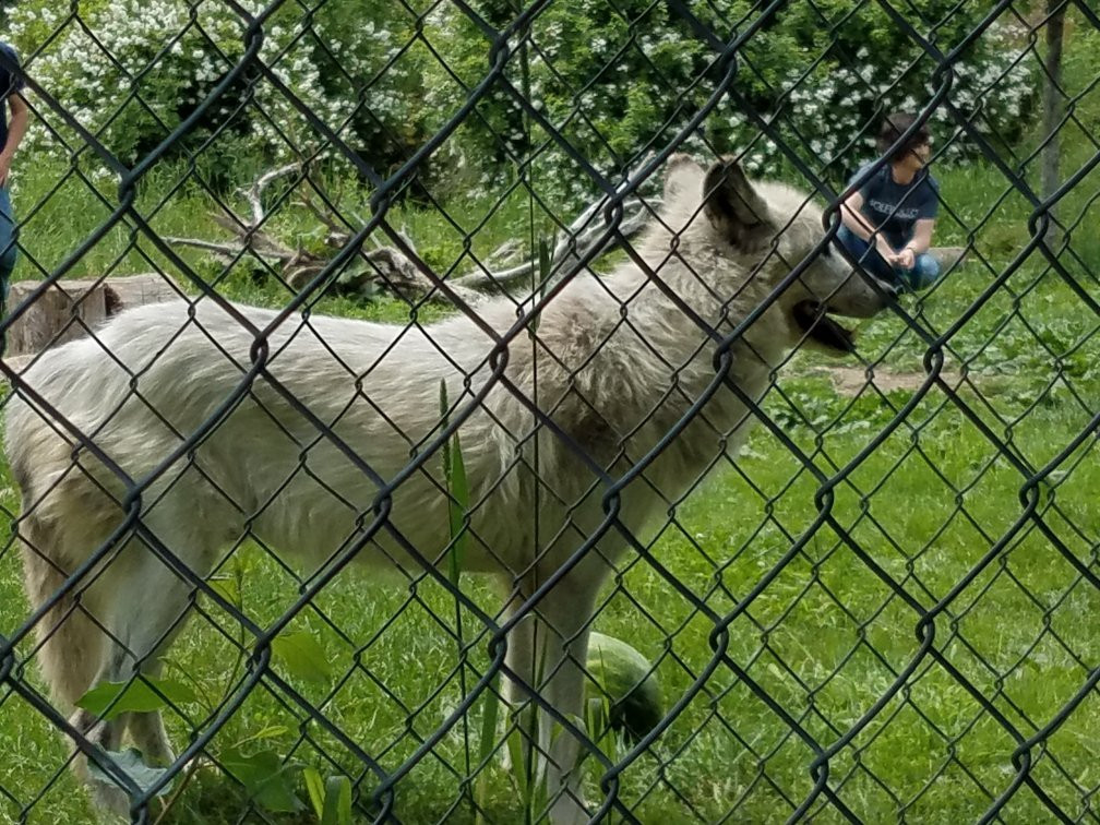 Wolf Hollow景点图片