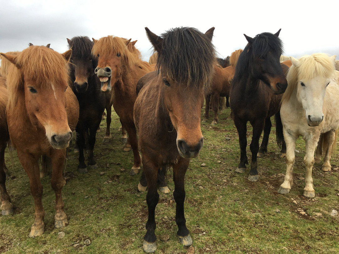 Stori Kalfalaekur-博尔加内斯必去景点