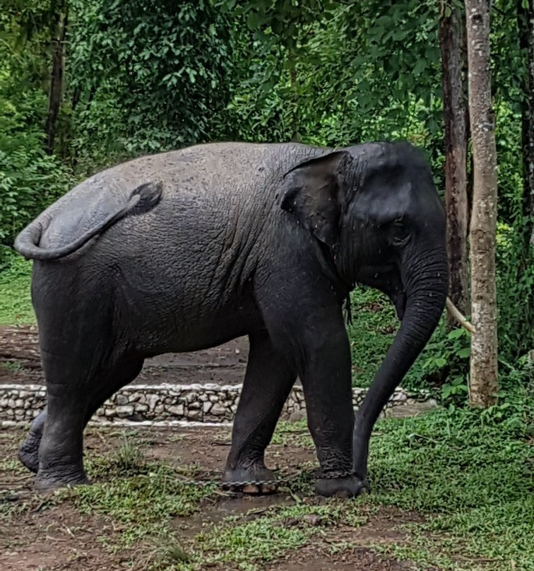 Sappraiwan Elephants Sanctuary景点图片