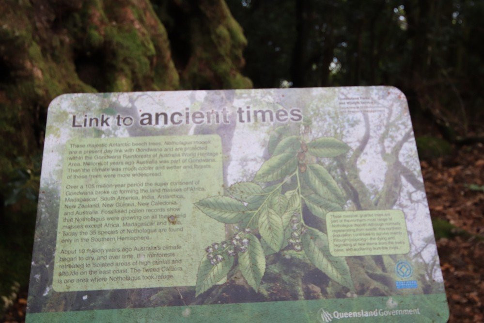 Antarctic Beech Trees-春之泉必去景点