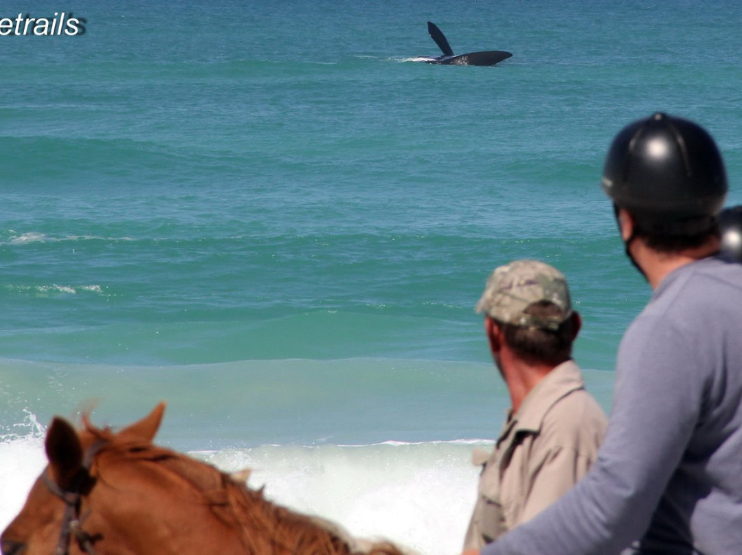 Gansbaai & Pearly Beach Horse Trails-干斯拜必去景点