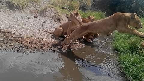 Oshkosh Safari Tanzania-阿鲁沙国家公园必去景点