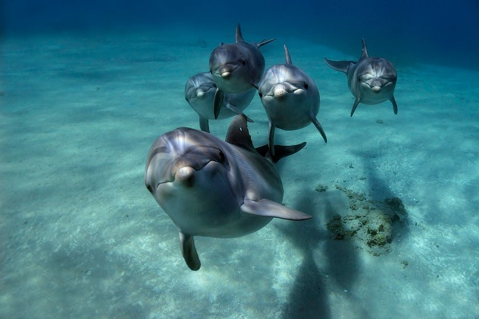海豚礁景点图片