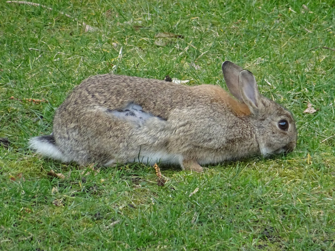 Kinderboerderij de Naturij景点图片