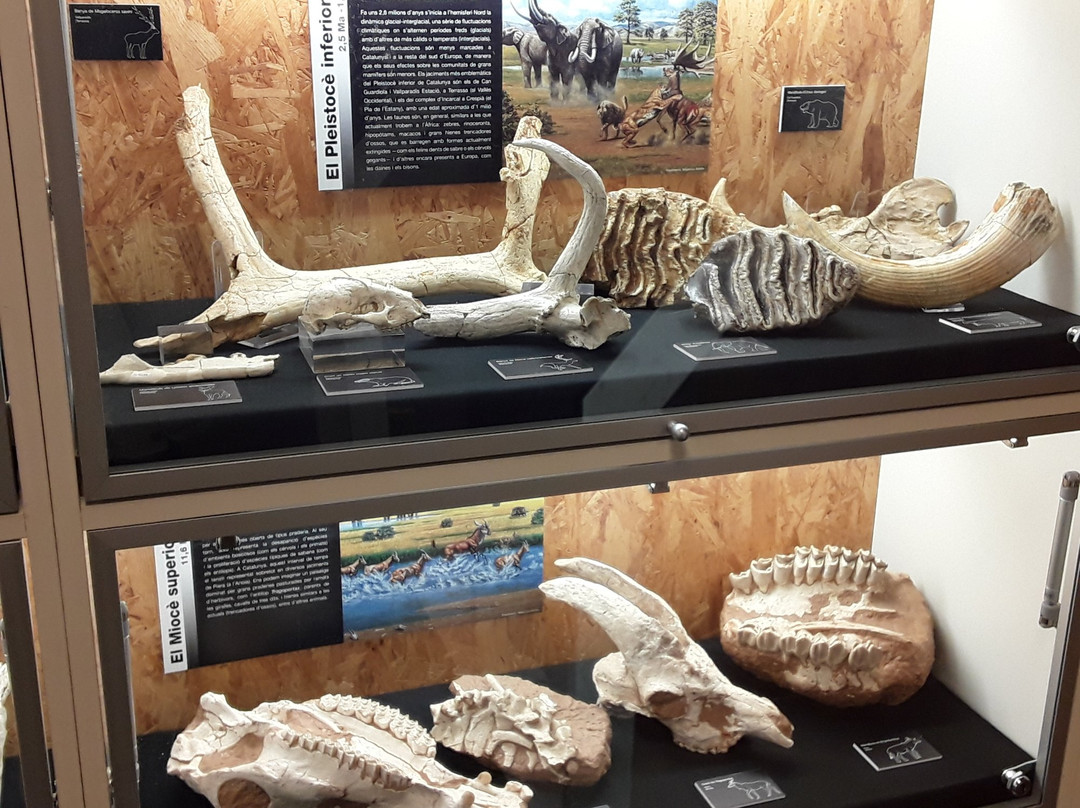 Museu de l'Institut Catala de Paleontologia Miquel Crusafont景点图片