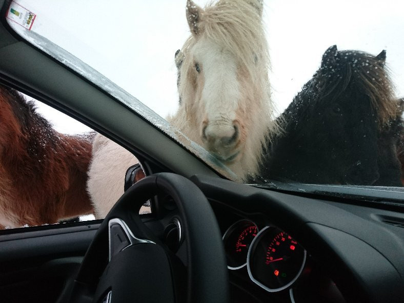 Guesthouse Himnasvalir主图