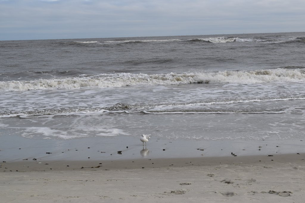 Massengale Park-圣西蒙斯岛必去景点