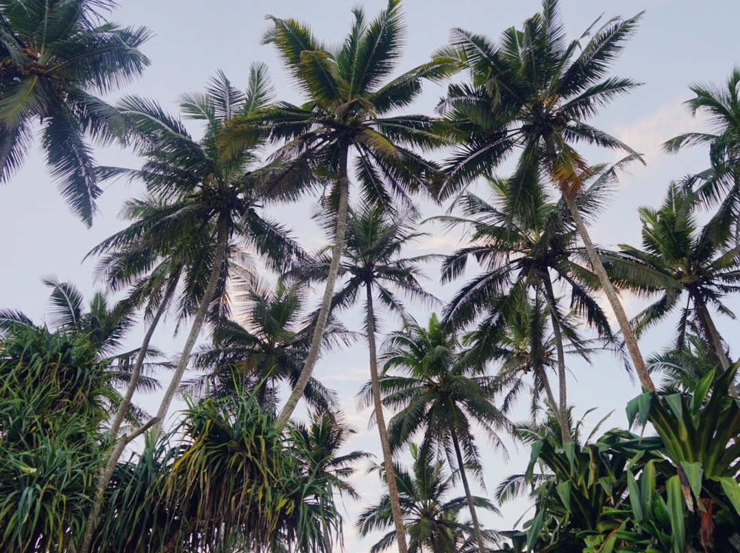 Surf & Stay Kings Marine Sk town主图