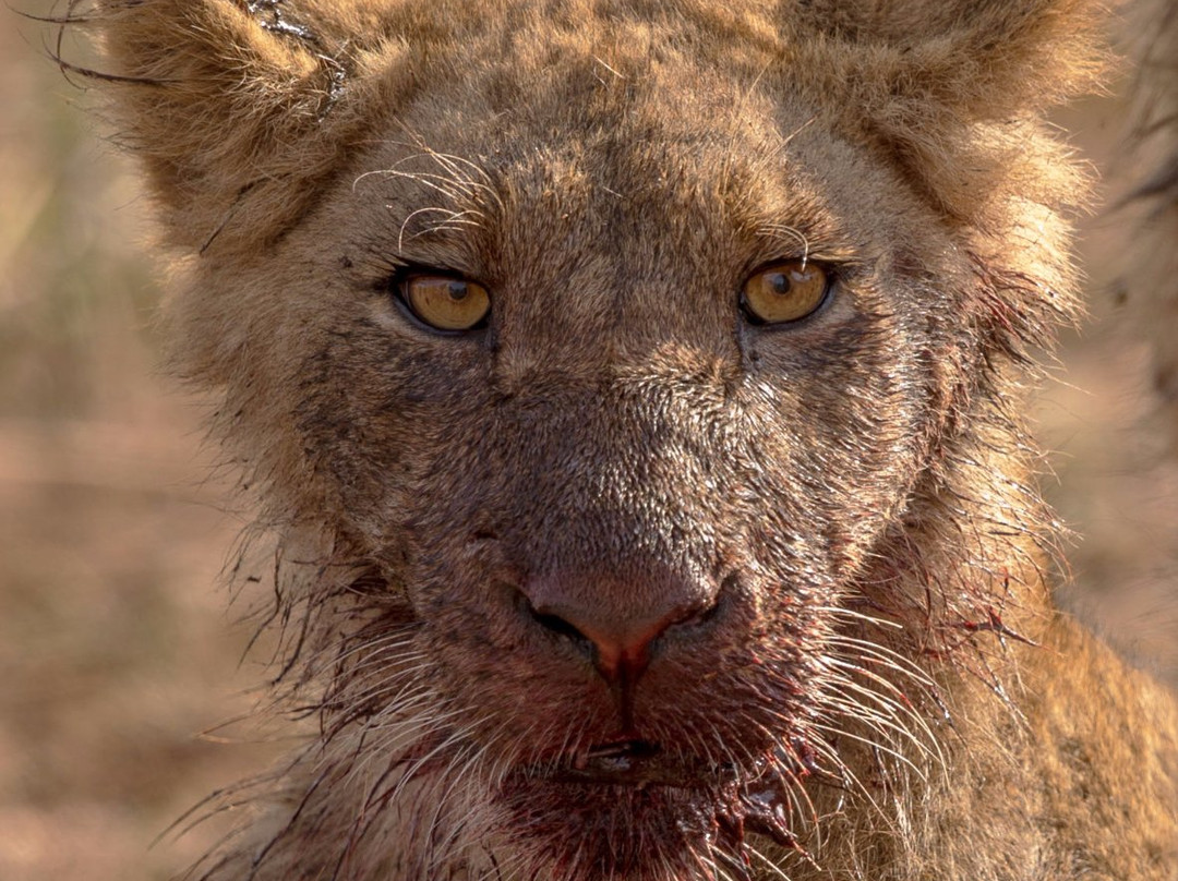 Afriguided Safaris-霍德斯普鲁特必去景点