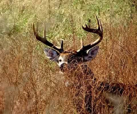 Montana Wild Guest Ranch & Hunting Preserve景点图片