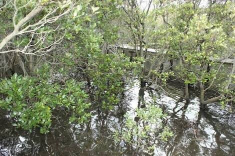 Honeysuckle Reserve-纽卡斯尔必去景点