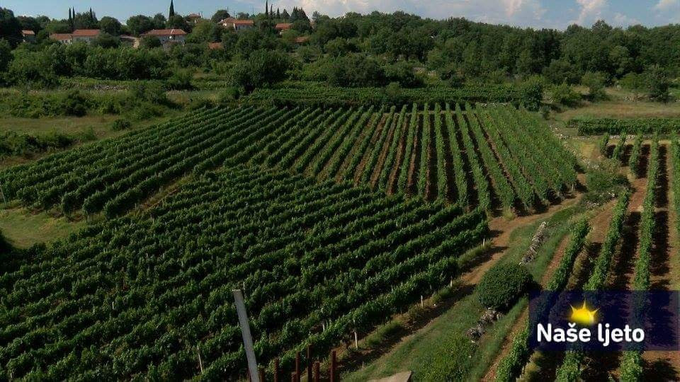 Marijanovic Winery景点图片