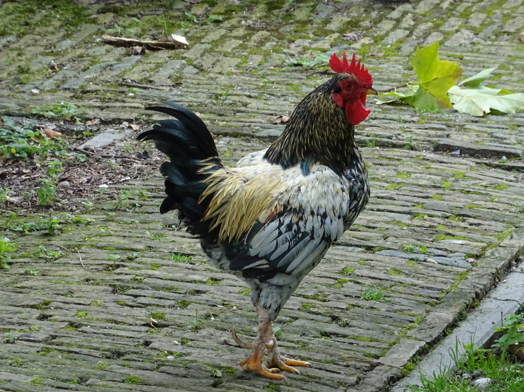 Wassenaar, Zuid-Holland-Wassenaar必去景点