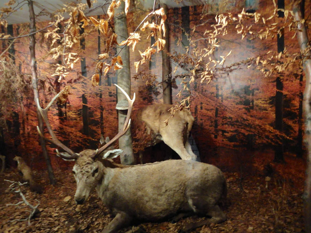 Museo Cantonale di Storia Naturale景点图片
