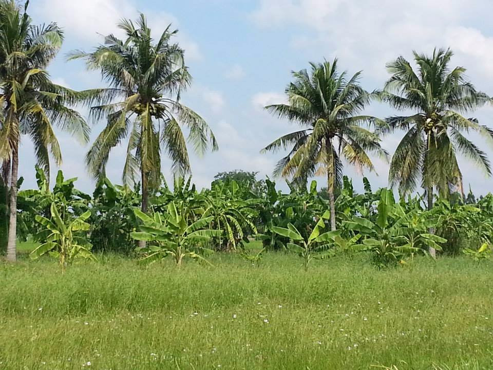 Suphanburi Rice Research Center