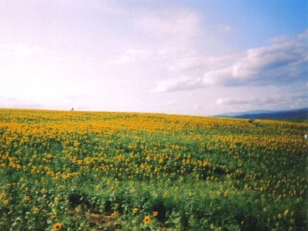 Nayoro Chiebun Sunflower Farm-名寄必去景点