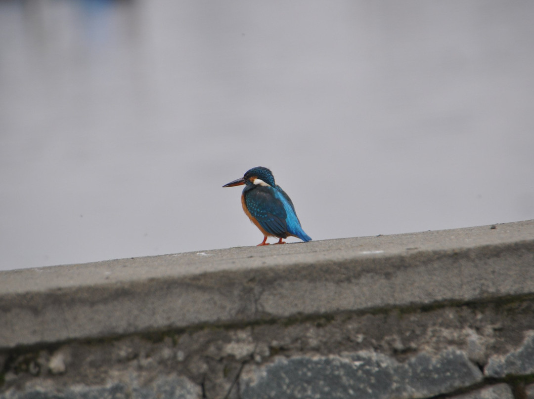 Manasbal Lake-斯利那加必去景点