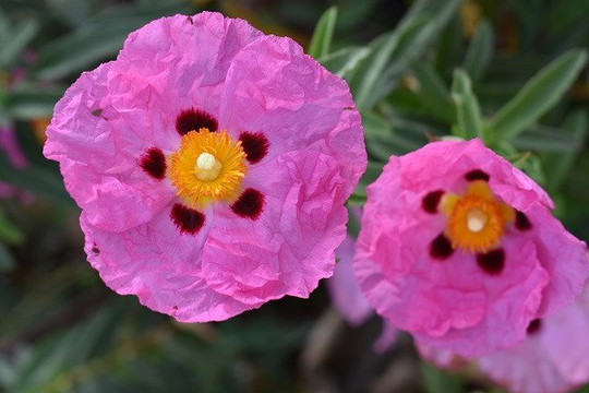 Evan's Ranch Wine Tasting Room-洛斯奥利沃斯必去景点