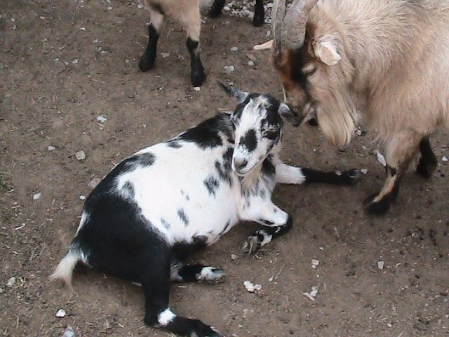 Celtic Creek Trading Company-德里格斯必去景点